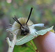 Banded-Tussock-Moth