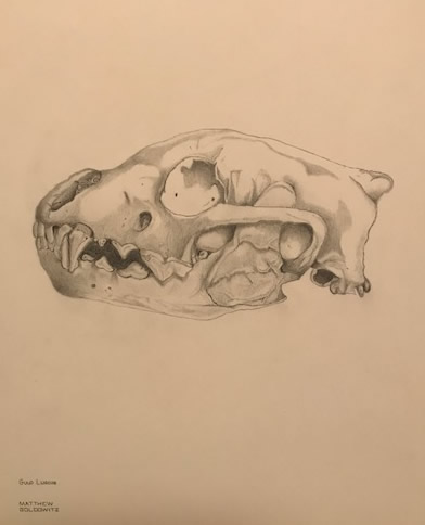 Wolverine Skull by Matt Goldwitz